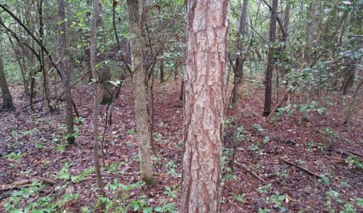 Photo of UNDER CONTRACT!  8.38 Acres of Timber and Hunting Land For Sale in Suffolk County VA!