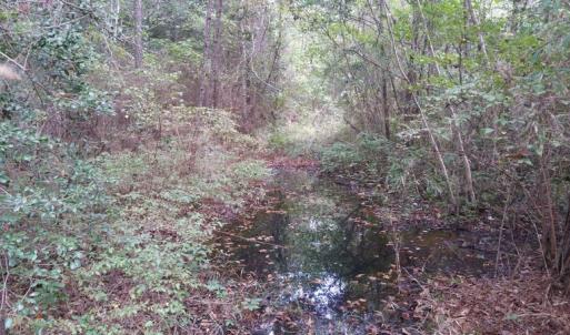 Photo of UNDER CONTRACT!  8.38 Acres of Timber and Hunting Land For Sale in Suffolk County VA!