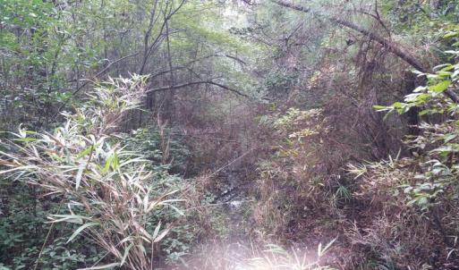 Photo of UNDER CONTRACT!  8.38 Acres of Timber and Hunting Land For Sale in Suffolk County VA!