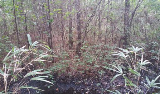 Photo of UNDER CONTRACT!  8.38 Acres of Timber and Hunting Land For Sale in Suffolk County VA!