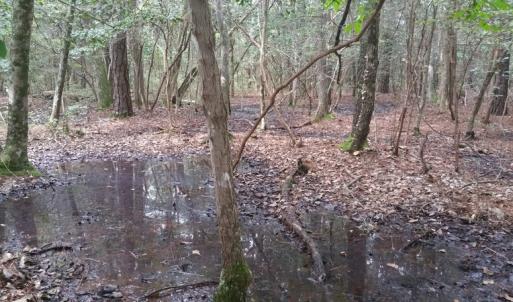 Photo of UNDER CONTRACT!  8.38 Acres of Timber and Hunting Land For Sale in Suffolk County VA!