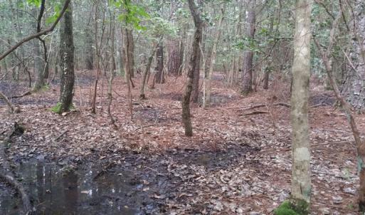 Photo of UNDER CONTRACT!  8.38 Acres of Timber and Hunting Land For Sale in Suffolk County VA!