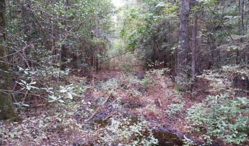 Photo of UNDER CONTRACT!  8.38 Acres of Timber and Hunting Land For Sale in Suffolk County VA!