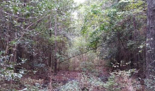 Photo of UNDER CONTRACT!  8.38 Acres of Timber and Hunting Land For Sale in Suffolk County VA!