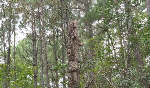 Photo of UNDER CONTRACT!  8.38 Acres of Timber and Hunting Land For Sale in Suffolk County VA!