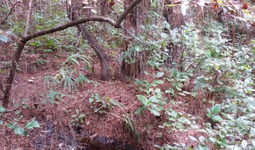 Photo of UNDER CONTRACT!  8.38 Acres of Timber and Hunting Land For Sale in Suffolk County VA!