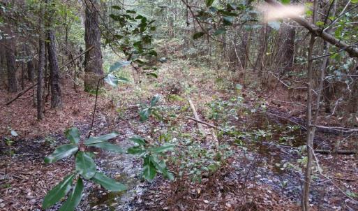 Photo of UNDER CONTRACT!  8.38 Acres of Timber and Hunting Land For Sale in Suffolk County VA!