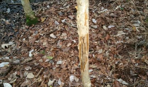 Photo of UNDER CONTRACT!  8.38 Acres of Timber and Hunting Land For Sale in Suffolk County VA!