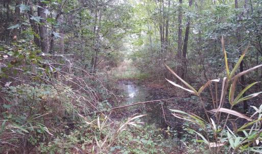 Photo of UNDER CONTRACT!  8.38 Acres of Timber and Hunting Land For Sale in Suffolk County VA!