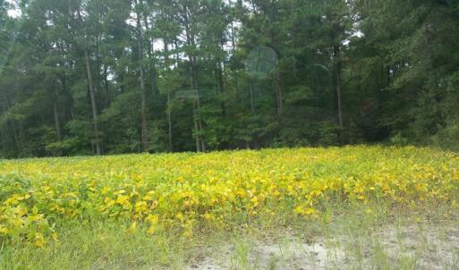 Photo of UNDER CONTRACT!  8.38 Acres of Timber and Hunting Land For Sale in Suffolk County VA!