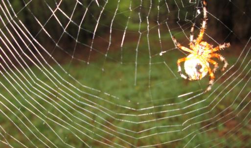 Photo of UNDER CONTRACT!  8.38 Acres of Timber and Hunting Land For Sale in Suffolk County VA!