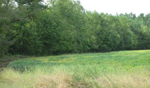 Photo of UNDER CONTRACT!  8.38 Acres of Timber and Hunting Land For Sale in Suffolk County VA!