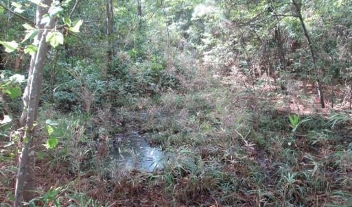 Photo of UNDER CONTRACT!  8.38 Acres of Timber and Hunting Land For Sale in Suffolk County VA!