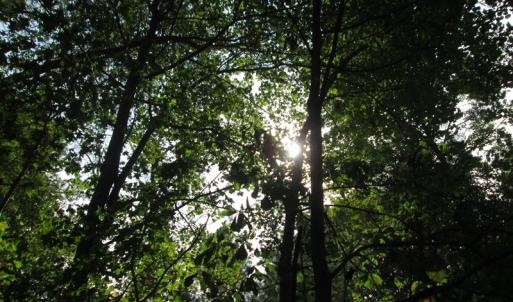 Photo of UNDER CONTRACT!  8.38 Acres of Timber and Hunting Land For Sale in Suffolk County VA!