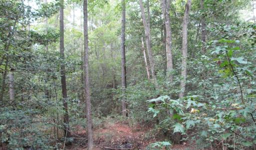 Photo of UNDER CONTRACT!  8.38 Acres of Timber and Hunting Land For Sale in Suffolk County VA!