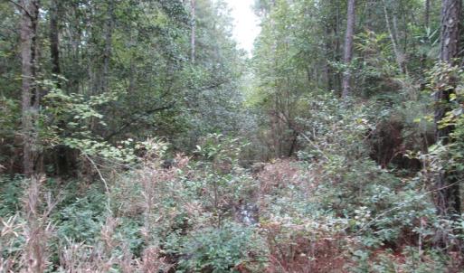 Photo of UNDER CONTRACT!  8.38 Acres of Timber and Hunting Land For Sale in Suffolk County VA!