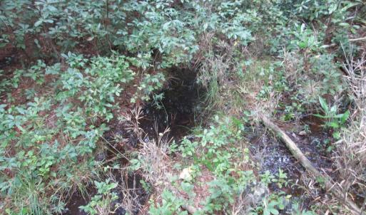 Photo of UNDER CONTRACT!  8.38 Acres of Timber and Hunting Land For Sale in Suffolk County VA!