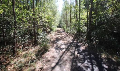 Photo of REDUCED!  442 Acres of Waterfront Hunting and Timber Land For Sale in Pamlico County NC!