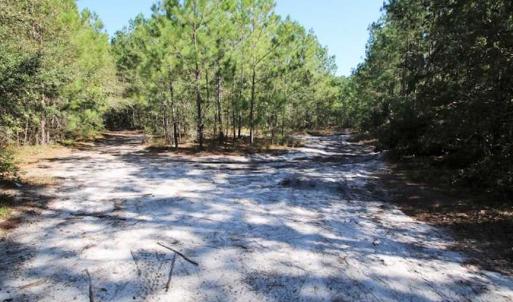 Photo of REDUCED!  442 Acres of Waterfront Hunting and Timber Land For Sale in Pamlico County NC!