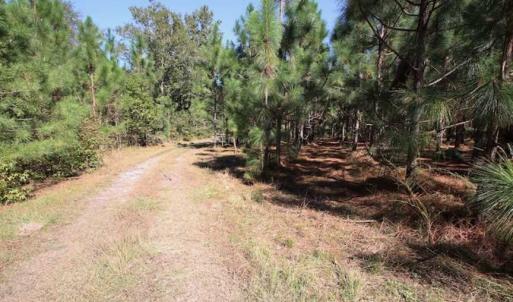 Photo of REDUCED!  442 Acres of Waterfront Hunting and Timber Land For Sale in Pamlico County NC!