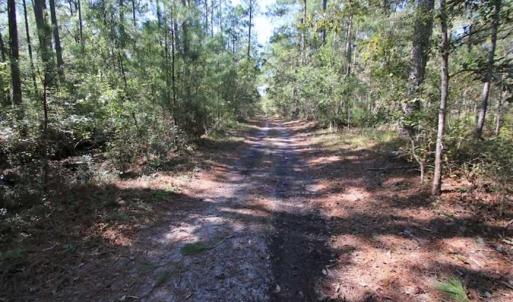Photo of REDUCED!  442 Acres of Waterfront Hunting and Timber Land For Sale in Pamlico County NC!