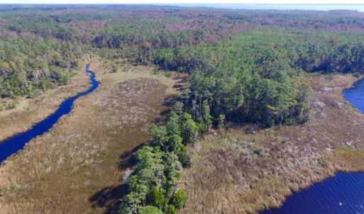 Photo of REDUCED!  442 Acres of Waterfront Hunting and Timber Land For Sale in Pamlico County NC!