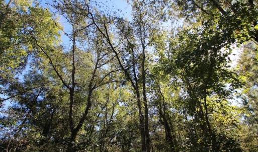 Photo of REDUCED!  442 Acres of Waterfront Hunting and Timber Land For Sale in Pamlico County NC!
