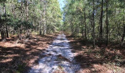 Photo of REDUCED!  442 Acres of Waterfront Hunting and Timber Land For Sale in Pamlico County NC!