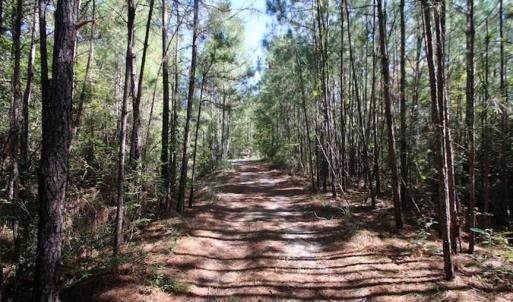Photo of REDUCED!  442 Acres of Waterfront Hunting and Timber Land For Sale in Pamlico County NC!
