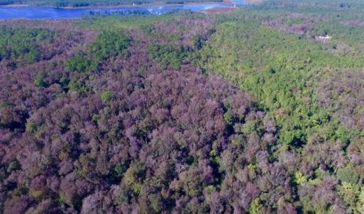 Photo of REDUCED!  442 Acres of Waterfront Hunting and Timber Land For Sale in Pamlico County NC!
