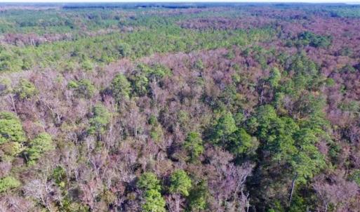 Photo of REDUCED!  442 Acres of Waterfront Hunting and Timber Land For Sale in Pamlico County NC!