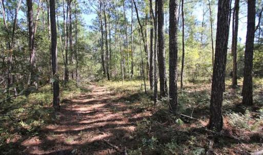Photo of REDUCED!  442 Acres of Waterfront Hunting and Timber Land For Sale in Pamlico County NC!