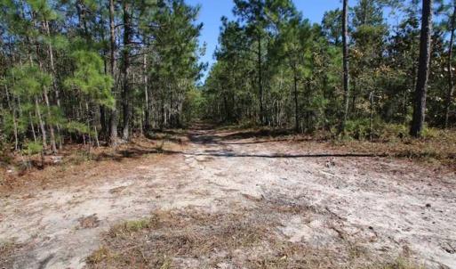 Photo of REDUCED!  442 Acres of Waterfront Hunting and Timber Land For Sale in Pamlico County NC!