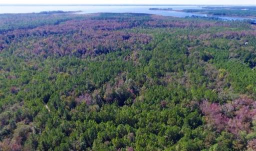 Photo of REDUCED!  442 Acres of Waterfront Hunting and Timber Land For Sale in Pamlico County NC!