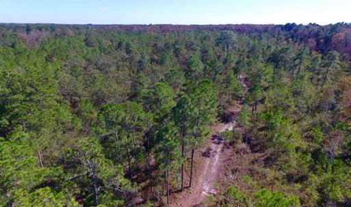 Photo of REDUCED!  442 Acres of Waterfront Hunting and Timber Land For Sale in Pamlico County NC!