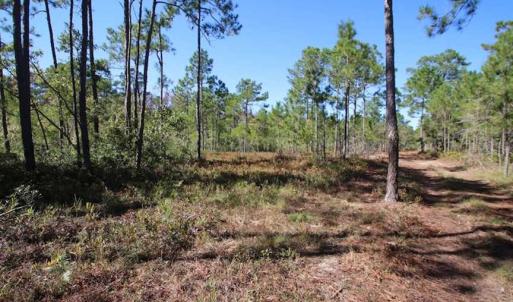 Photo of REDUCED!  442 Acres of Waterfront Hunting and Timber Land For Sale in Pamlico County NC!