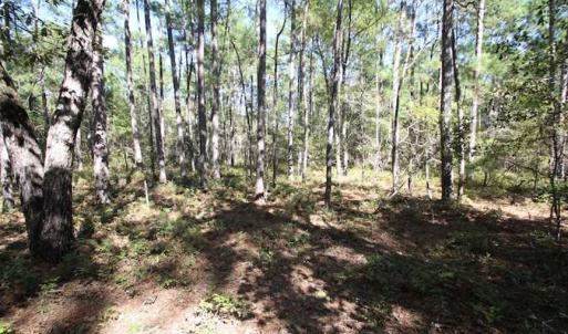 Photo of REDUCED!  442 Acres of Waterfront Hunting and Timber Land For Sale in Pamlico County NC!