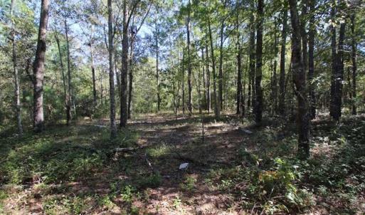 Photo of REDUCED!  442 Acres of Waterfront Hunting and Timber Land For Sale in Pamlico County NC!