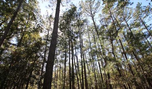 Photo of REDUCED!  442 Acres of Waterfront Hunting and Timber Land For Sale in Pamlico County NC!