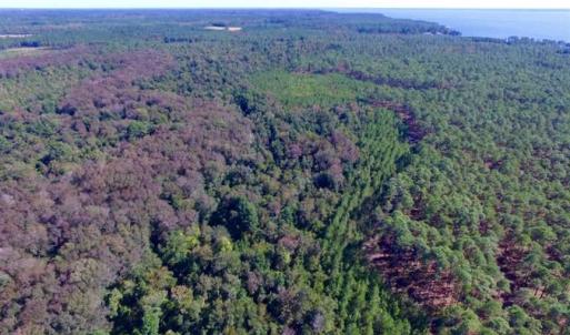 Photo of REDUCED!  442 Acres of Waterfront Hunting and Timber Land For Sale in Pamlico County NC!