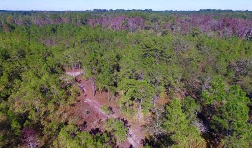 Photo of REDUCED!  442 Acres of Waterfront Hunting and Timber Land For Sale in Pamlico County NC!