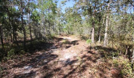 Photo of REDUCED!  442 Acres of Waterfront Hunting and Timber Land For Sale in Pamlico County NC!