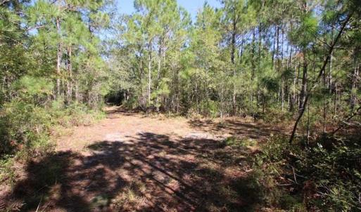 Photo of REDUCED!  442 Acres of Waterfront Hunting and Timber Land For Sale in Pamlico County NC!