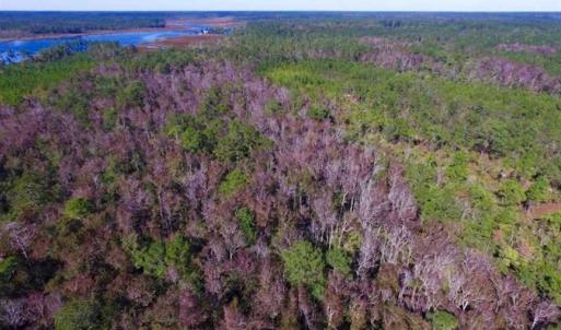 Photo of REDUCED!  442 Acres of Waterfront Hunting and Timber Land For Sale in Pamlico County NC!