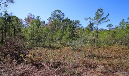 Photo of REDUCED!  442 Acres of Waterfront Hunting and Timber Land For Sale in Pamlico County NC!