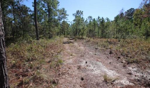 Photo of REDUCED!  442 Acres of Waterfront Hunting and Timber Land For Sale in Pamlico County NC!