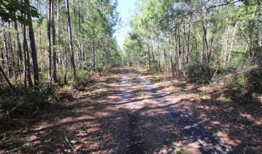 Photo of REDUCED!  442 Acres of Waterfront Hunting and Timber Land For Sale in Pamlico County NC!