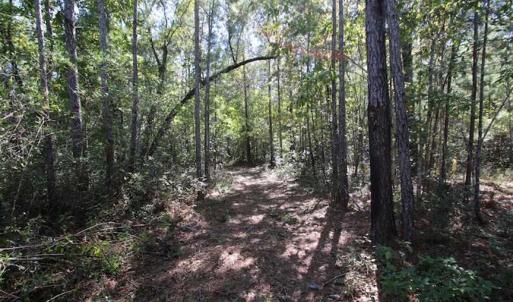 Photo of REDUCED!  442 Acres of Waterfront Hunting and Timber Land For Sale in Pamlico County NC!