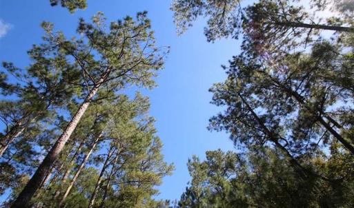 Photo of REDUCED!  442 Acres of Waterfront Hunting and Timber Land For Sale in Pamlico County NC!