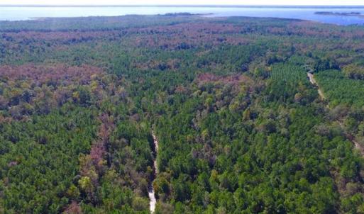 Photo of REDUCED!  442 Acres of Waterfront Hunting and Timber Land For Sale in Pamlico County NC!